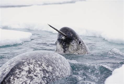 Melvilles Classification Of The Narwhal Keep Narwhals Real