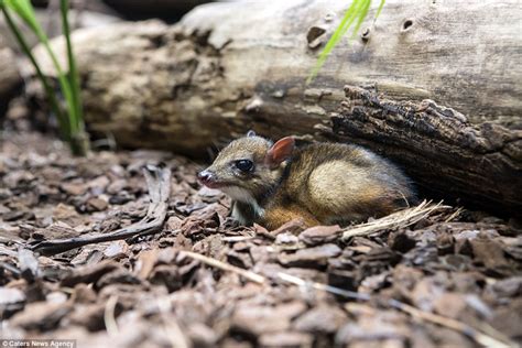 The newborn mouse deer is jorah's second baby. Baby Java mouse deer takes its first steps after being born at Dutch zoo | Daily Mail Online