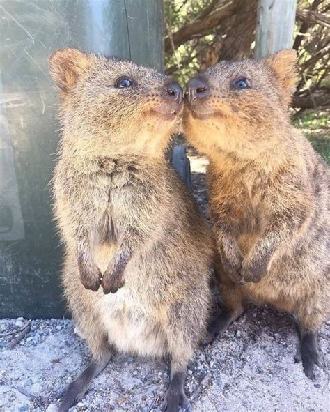 Can you buy a quokka as a pet? What is your favourite fluffy cute animal? - Quora