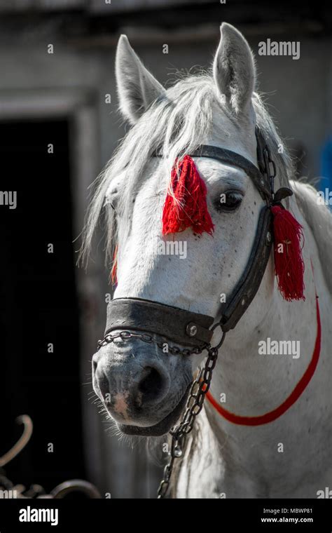 Beautiful White Horse Head On A Ranch Closeup Elegant Costume White