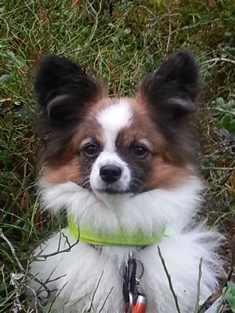 Papillon Information Dog Breeds At Thepetowners