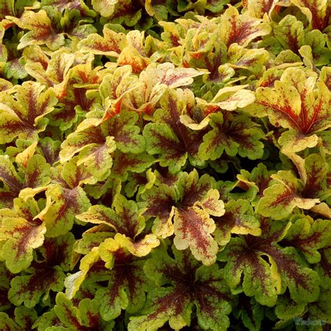 Heucherella Mojito From The Chelsea Gold Medal Winning