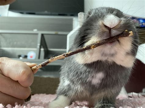 Bunnies Can Play Fetch Too 🤭 Rrabbits