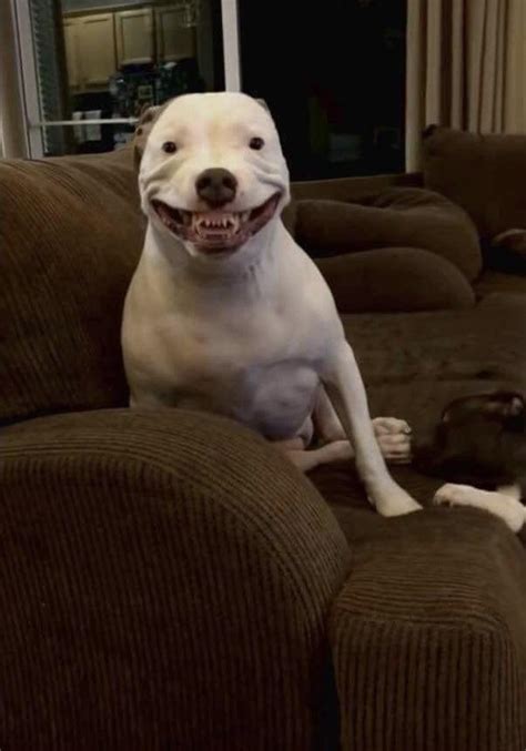 Maddy The Pitbull Smile Roddlyterrifying