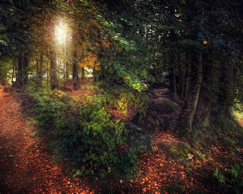 Download Wallpaper 1280x1024 Trees Leaves Forest Autumn Path Hd