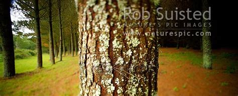 Pine Tree Plantation Forest Pinus Radiata With Closeup Of Tree Trunk