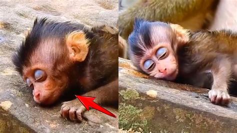 Poor Baby Monkey Is Very Sick Monkey Mother Heartbroken Trying To Save