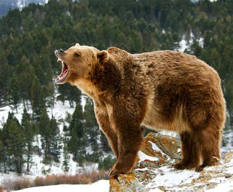 Fierce Debate Roars To Life Over Grizzly Bear Hunt