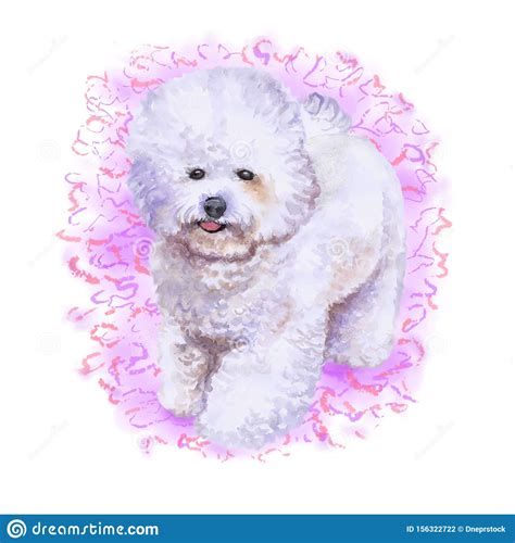 Watrcolor Portrait Of Rare Bichon Frise Dog Stock Illustration