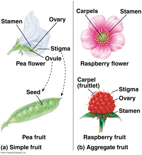 Seeds And Fruits Biology4isc