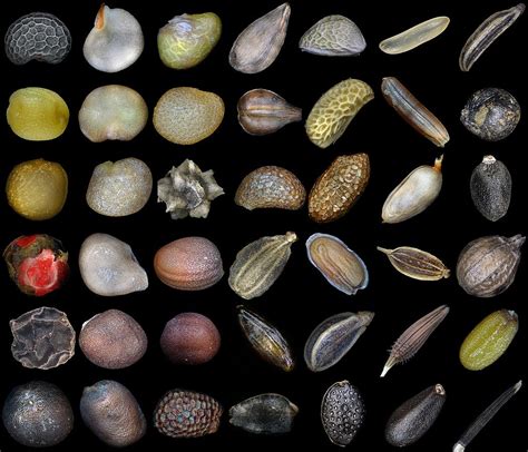 The Brilliance Of Seeds The Soul Of The Earth