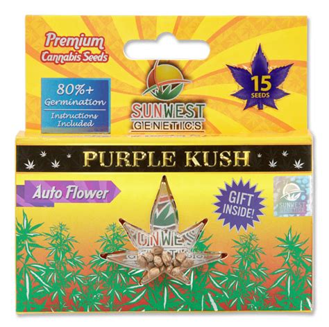 Purple Kush Autoflower Seeds Sun West Genetics