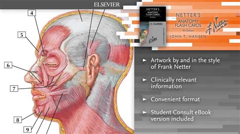 Netters Anatomy Flash Cards 4th Edition Youtube