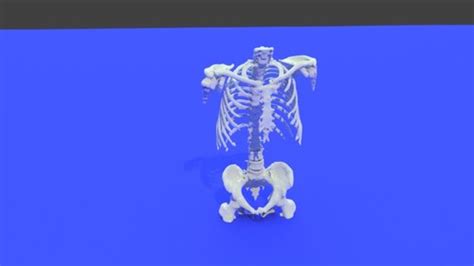 Whole Body Bone Model STL File From Converted CT Scan Whole Body