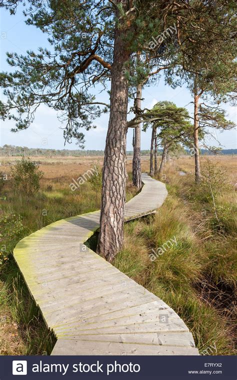 Wooden Boardwalk Across Wetlands Stock Photo Alamy
