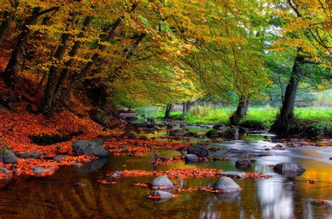Autumn Forest Stream
