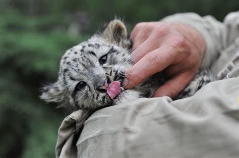 Pictures Of Baby Snow Leopards Popsugar Pets