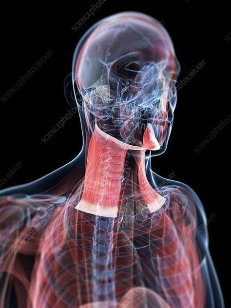 Neck Muscles Artwork Stock Image F Science Photo Library