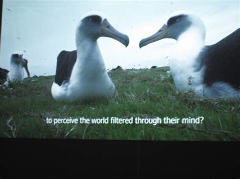„albatross“ Filmabend In Der Kulturschmiede Kulturschmiede E V