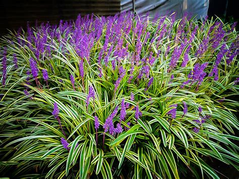 Liriope Gigantea Variegata