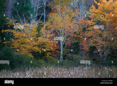 Colorful Autumn Trees Near Eagle Lake In Acadia National Park In Maine