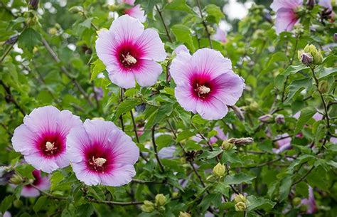 Rose Of Sharon Guide How To Grow And Care For Hibiscus Syriacus