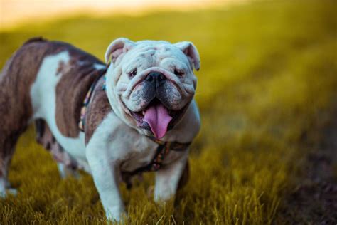 Dog food for english bulldogs comparison: Best Dog Food for English Bulldogs Review in October 2020