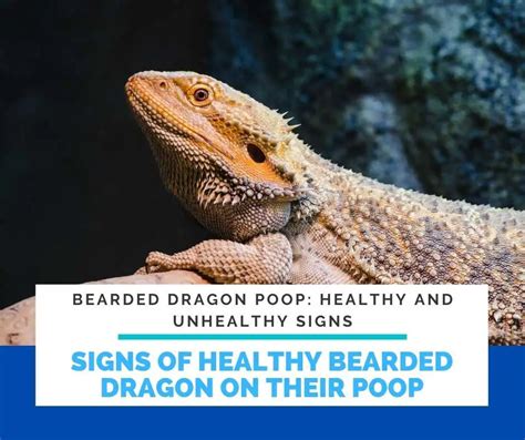 Bearded Dragon Poop Healthy And Unhealthy Signs 2023