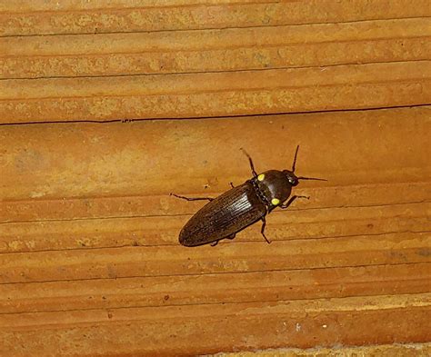Alien Looking Bug Found In Center East Brazil Rspecies