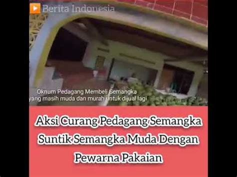 Pakaian dan kacau selama 30 minit ( keadaan air mendidih ) ● biarkan pakaian sehingga sejuk, bilas dengan air biasa dan jemur ● sukatan yg disyorkan 2pek atau 3pek utk 1helai seluar, 1pek atau 2pek utk sehelai baju. Pedagang curang!!Menjual semangka yang disuntik dengan ...