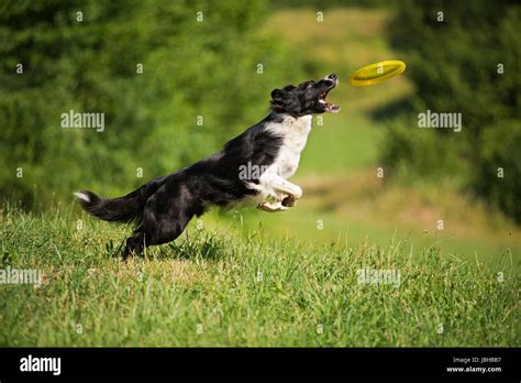 Border Collie Jumping And Catching Frisbee Outdoors Stock Photo Alamy