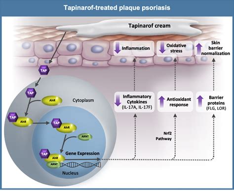 Tapinarof In The Treatment Of Psoriasis A Review Of The Unique
