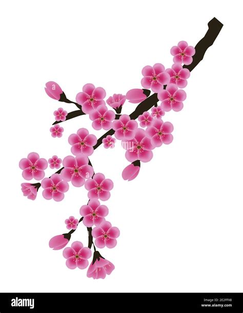 Sakura Flower Isolated On White Background Vector Illustration Stock