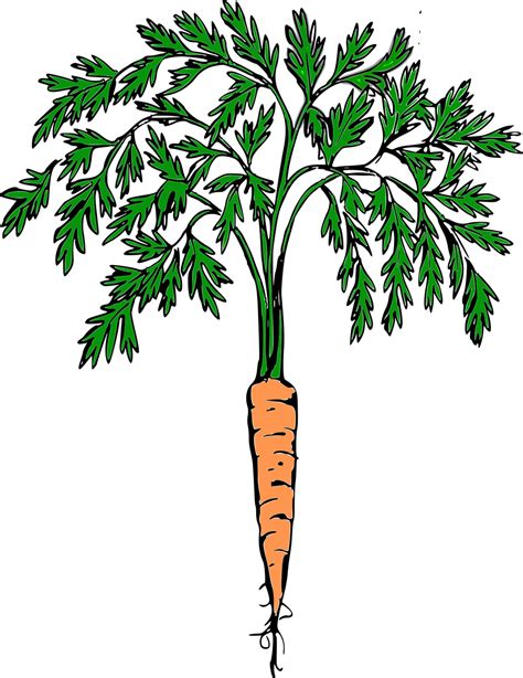 Free Carrot Vector Art Download 164 Carrot Icons And Graphics Pixabay