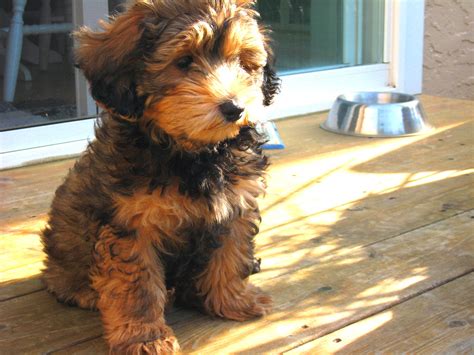 Taz The Small Brown Dog Taz The Cute Little Dog Flickr