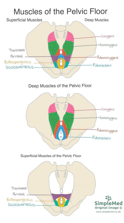 Male Pelvic Floor Superficial Muscles