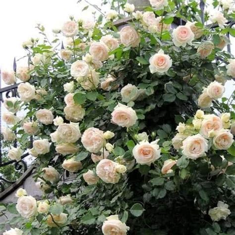 Palais Royal White Eden Rose ® Climbing Rose Famous Roses