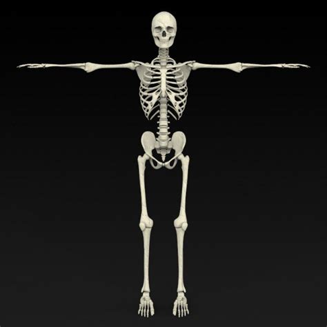 Realistic Human Skeleton 3d Model Max C4d Obj 3ds Fbx Lwo Stl