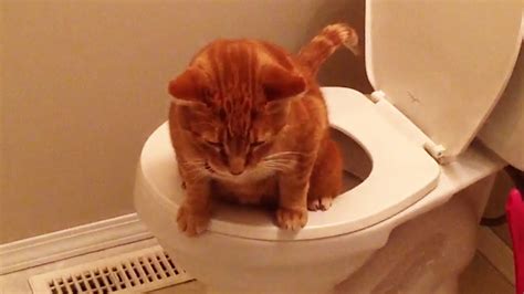 Here is our list of the top ten reasons why dogs make better pets than cats. Why Cats Are Better Than Dogs - YouTube
