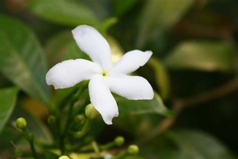 Free Photo White Jasmine Flower Bloom Blossom Flower Free