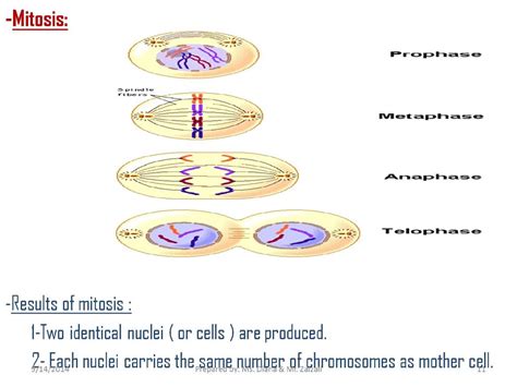 Ike is conducting an experiment in which he measures the density of several objects and then observes how long it takes each object to sink in a tank … of water. Draw and Label the four phases of Mitosis in a mother cell ...