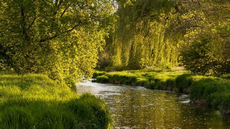 Peaceful Landscape Grass River Trees Wallpaper