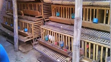 Kandang dengan model seperti ini sudah lama sekali saya produksi. Ukuran Kandang Ayam Bangkok Dari Bambu : Cara Membuat Kandang Ayam Broilerku : Alas kandang juga ...