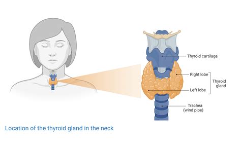 Thyroid Gland You And Your Hormones From The Society For Endocrinology