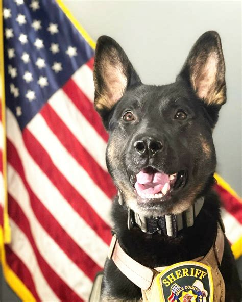 Sheriffs Office K9 Haze To Get Donation Of Body Armor The Rochelle