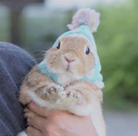 Shop The Cutest Hats For Pet Rabbits Or Bunnies At Bunnysupplyco
