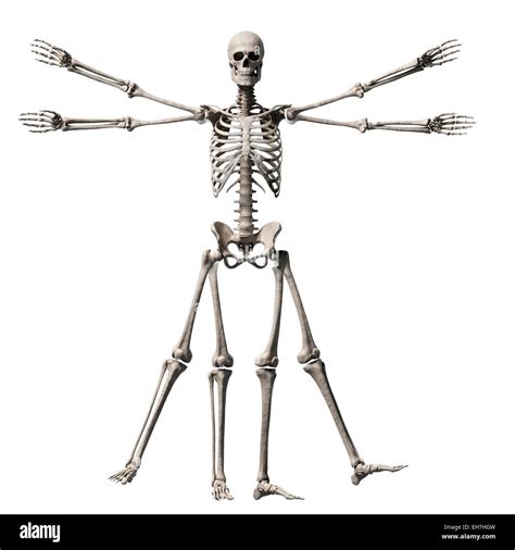 Human Skeletal System Illustration Stock Photo Alamy