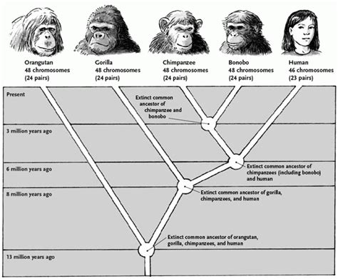 Evolutionary History Kyles Bonobo Website