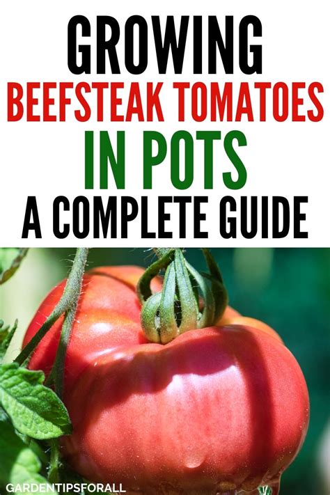 Growing Beefsteak Tomatoes In Pots A Complete Guide