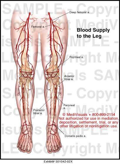 Blood Supply To The Leg Medical Illustration Medivisuals
